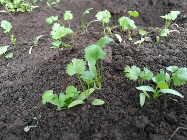 蔬菜又细又弱,简单一个小动作就解决,蔬菜长得壮