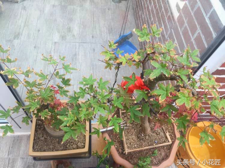 红枫叶子干怎么回事,三季红枫出现焦叶是什么原因