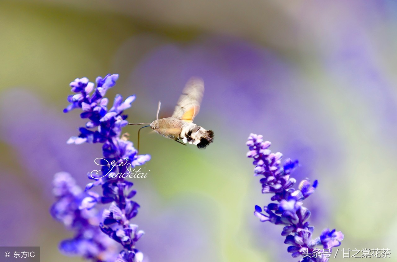 花茶小知识(四)——薰衣草茶