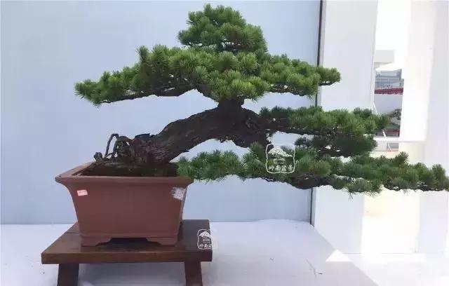 百看不厌的盆景欣赏,盆景欣赏难得一见的绝美盆景艺术