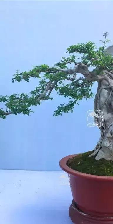 百看不厌的盆景欣赏,盆景欣赏难得一见的绝美盆景艺术