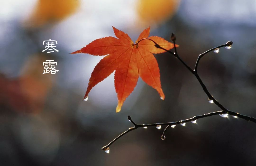 寒露到了虽天寒但心不能寒,寒露都要到了怎么还那么热