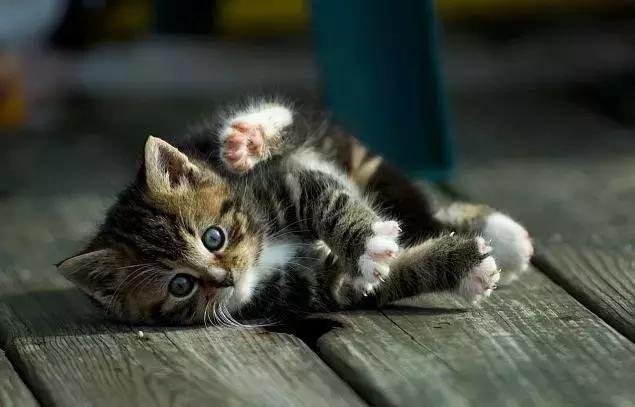 被乳猫爪子划伤要打狂犬疫苗吗,遵义被猫抓伤在哪里打针