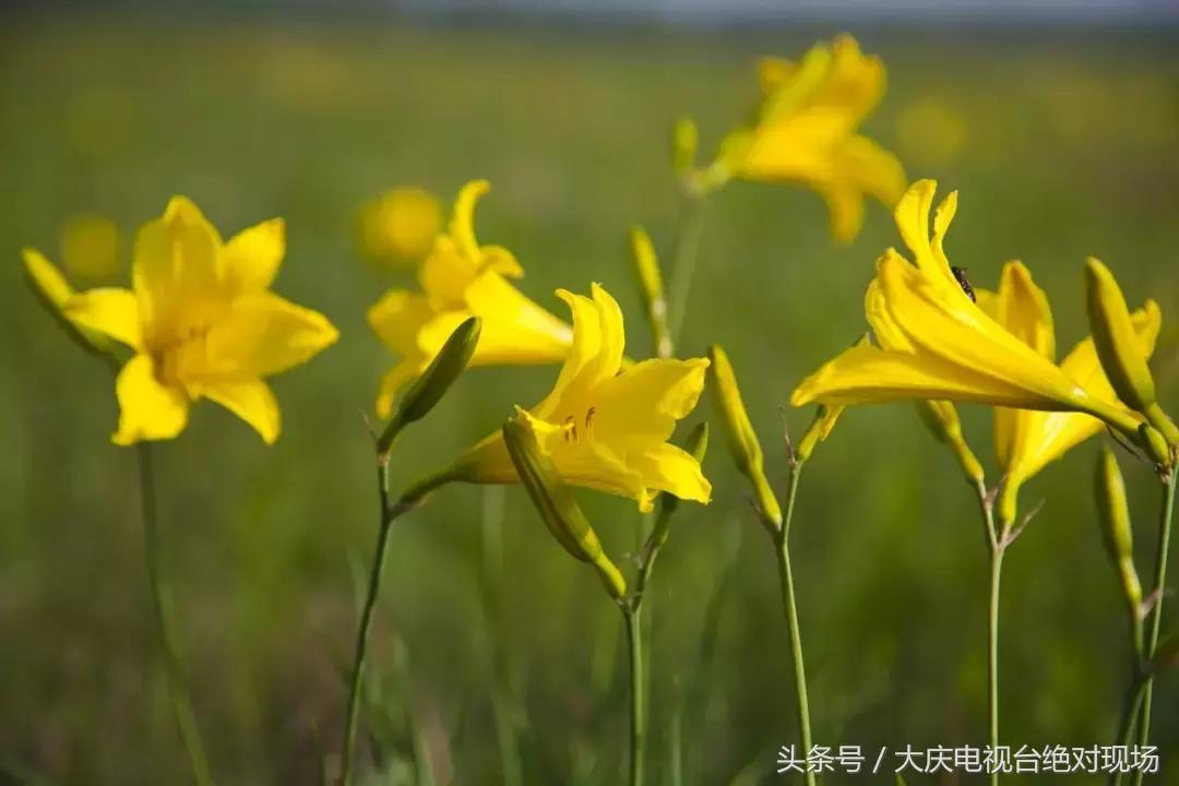 大庆这个城市未来会有发展吗,大庆哪个县发展潜力大