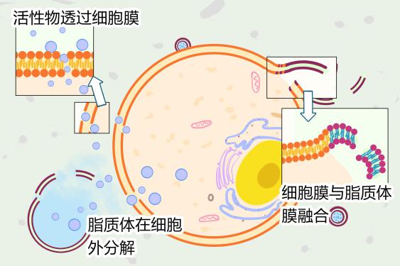 脂质体有哪些特殊应用,脂质体技术在护肤品中的应用