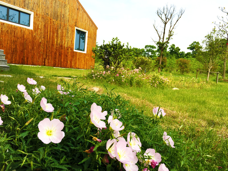 游园赏花品美食,游园赏景快乐游玩