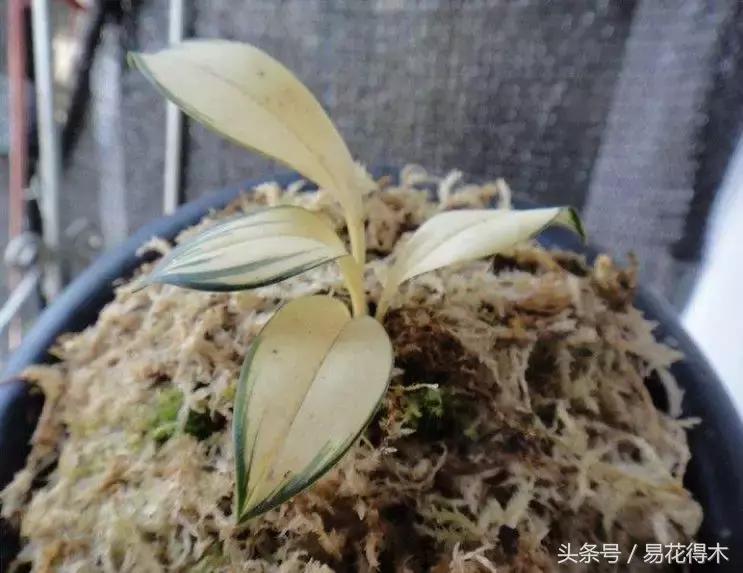 兔耳兰野生兰花什么时候开花,文山州兔耳兰展上的精品兰花