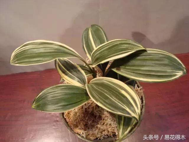 什么兰花叶子是兔耳兰,最值得推荐的寒兰兰花品种