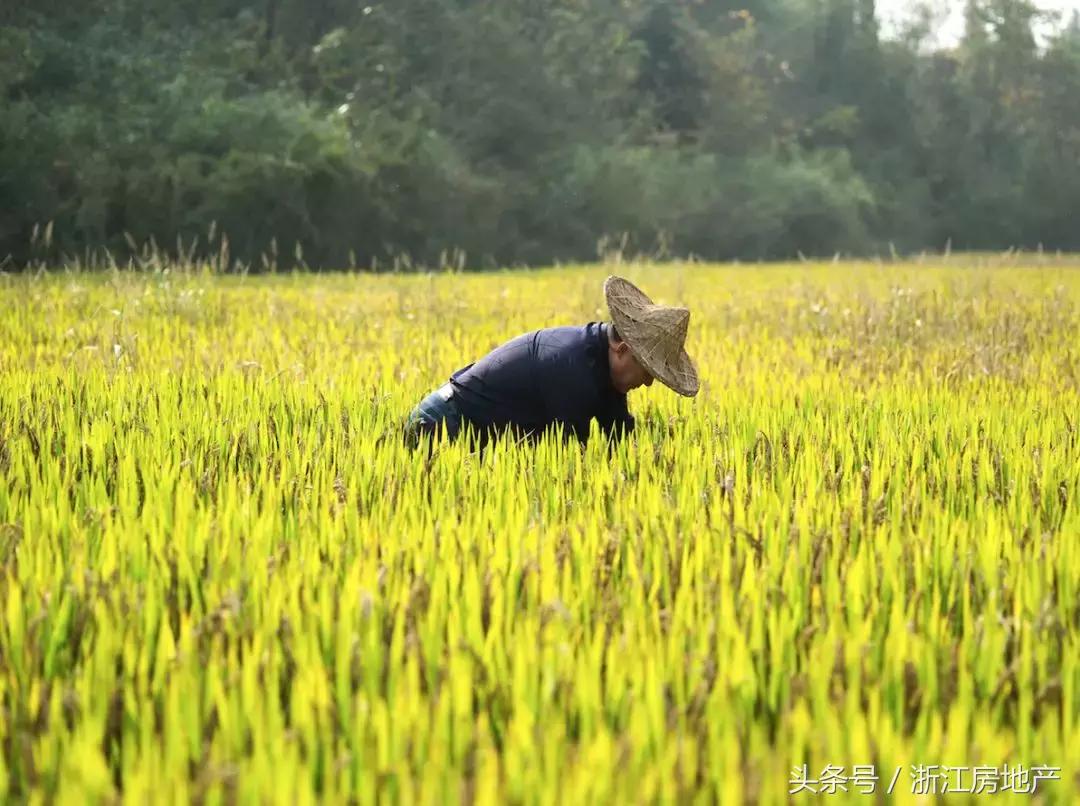 莫干山的“谿”字田又熟了，133㎡精装小独栋也来了！静绝尘氛！