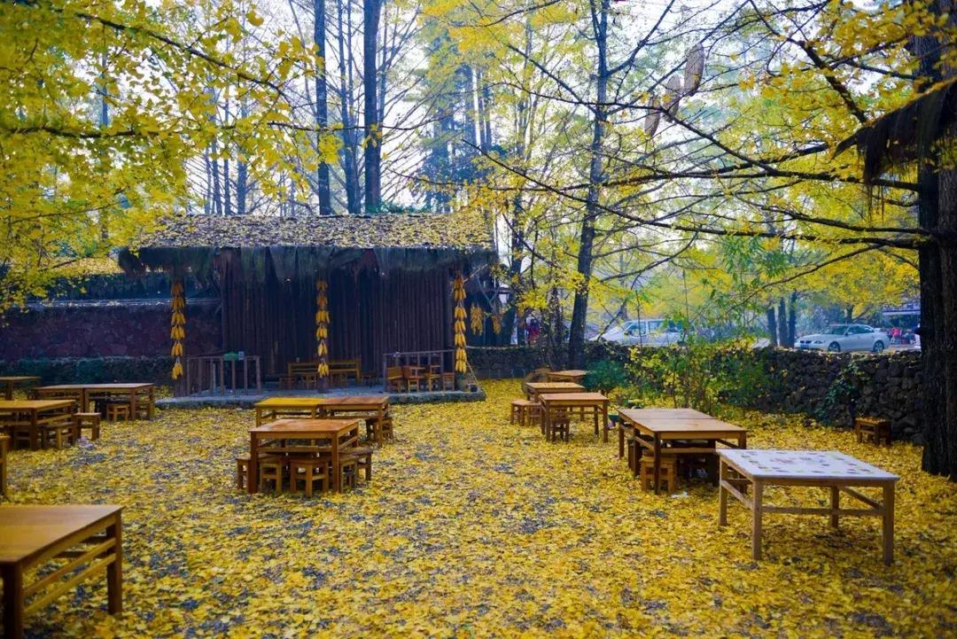 最佳银杏观赏地是哪儿,银杏观赏地点在哪里