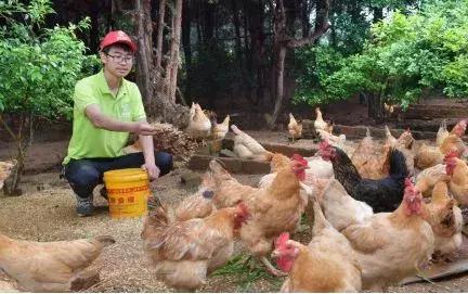 90后返乡创业养鸡1万多只,返乡养鸡创业带富一方乡邻