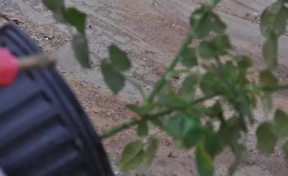 花儿除虫的妙招,花儿生虫用什么药