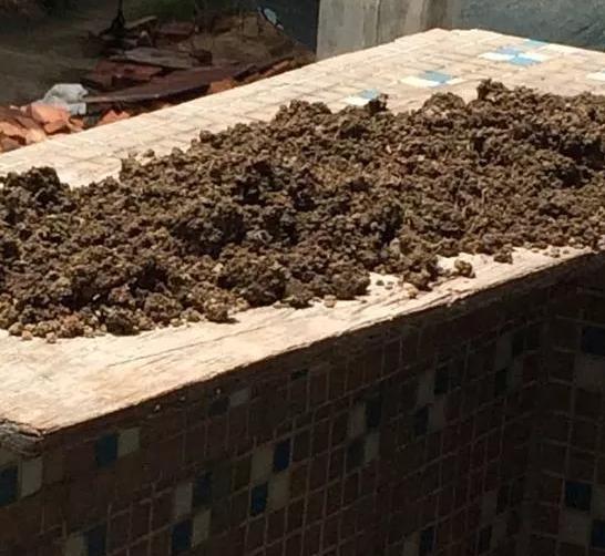 花儿生虫了用什么杀虫好,花儿生虫怎么办打什么药