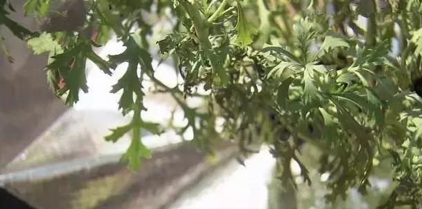 花儿除虫的妙招,花儿生虫用什么药