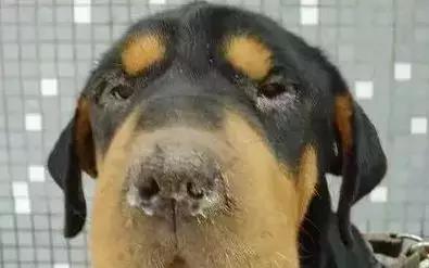 又一例！他严重感染四肢被截，竟只因被狗狗舔了一下……