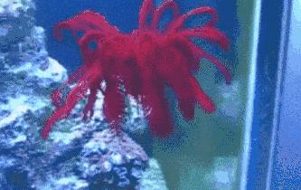 鱼缸里的鬼畜担当—海百合