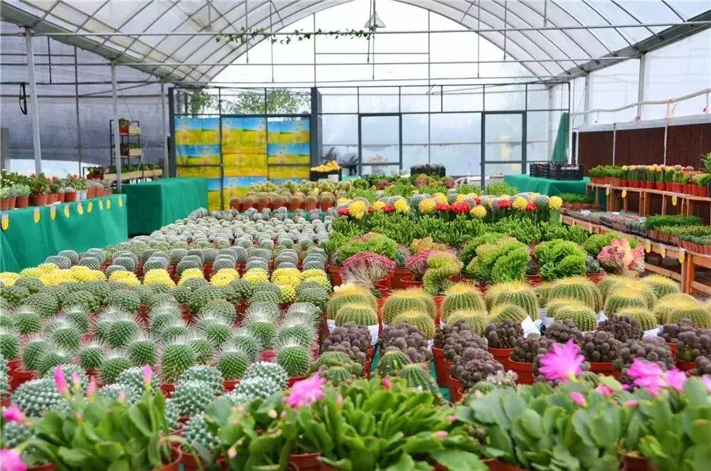 金秋十月走进花海,同心花海金秋旅游节