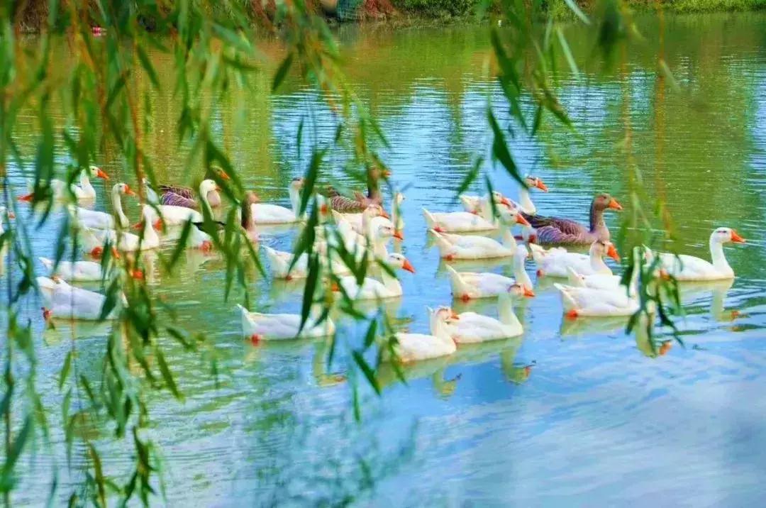 金秋十月走进花海,同心花海金秋旅游节