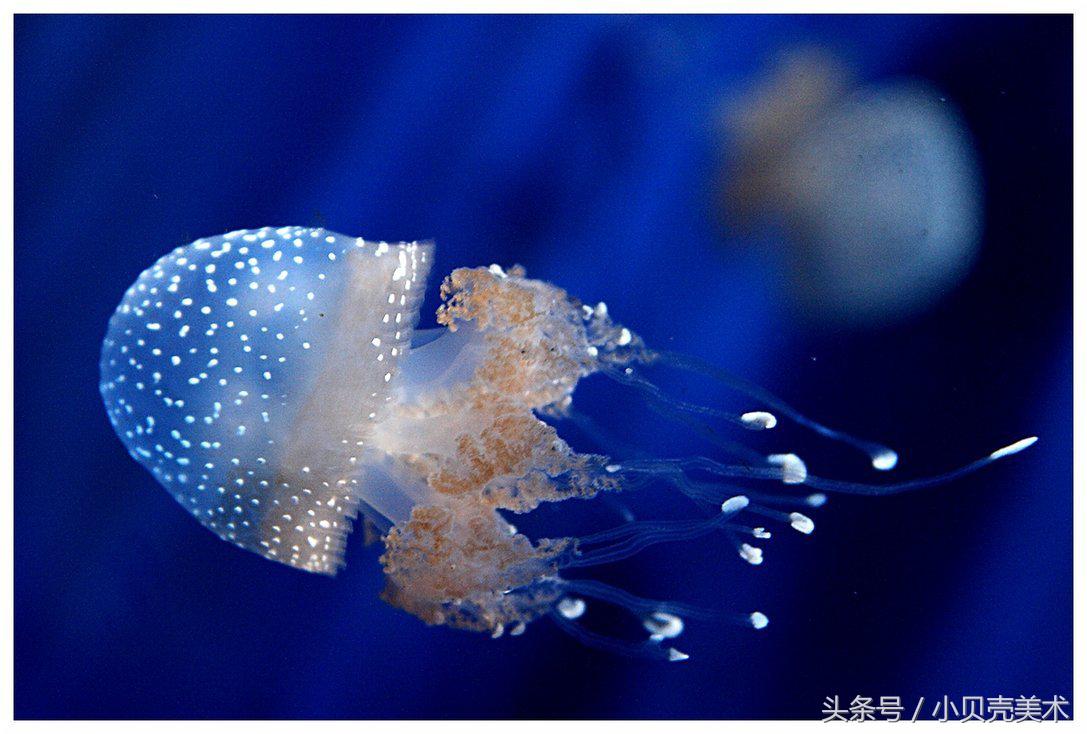 少儿创意美术《章鱼》，海底世界好神奇！