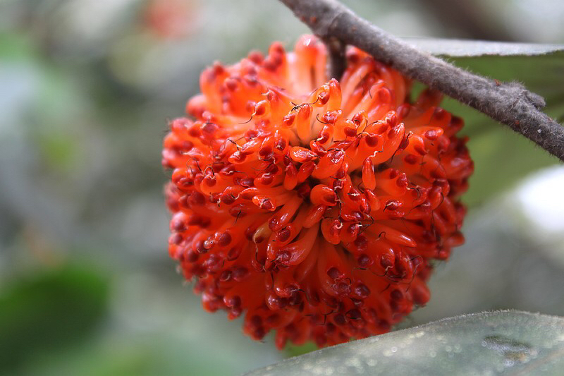 中药材楮实子如何食用,中药材楮实子还有哪些叫法