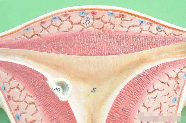 排卵后第10天着床吗,排卵后十天着床