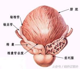 前列腺炎饮食应注意哪些方面,前列腺炎该如何注意饮食