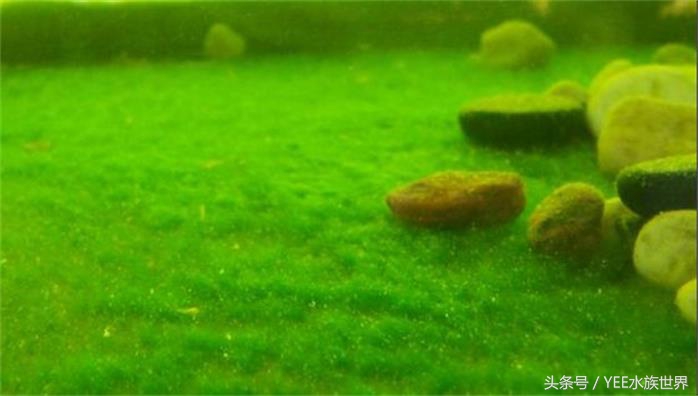 小池塘古法养鱼,古法养鱼小池塘