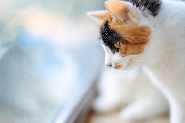 佳能专微电池续航好吗,佳能高感升级