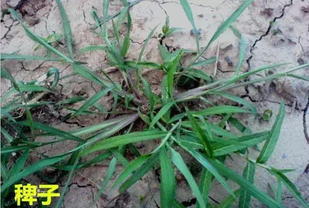 草田杂草实图及名称,地里的野菜不认识拍照片怎么查