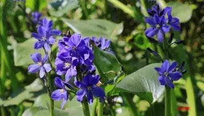 草田杂草实图及名称,地里的野菜不认识拍照片怎么查