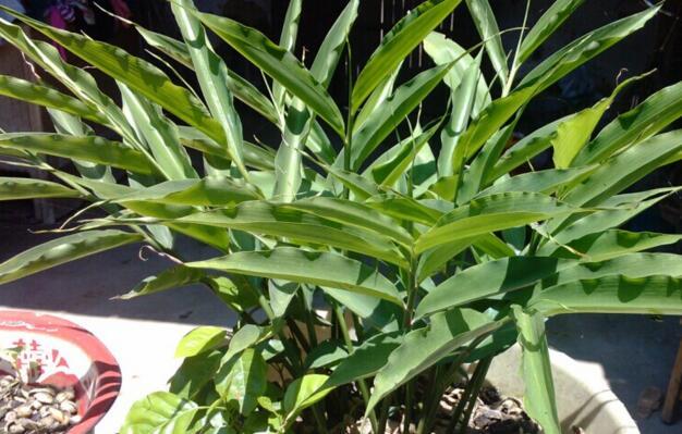 阳台生姜种植视频教程,阳台盆栽生姜种植