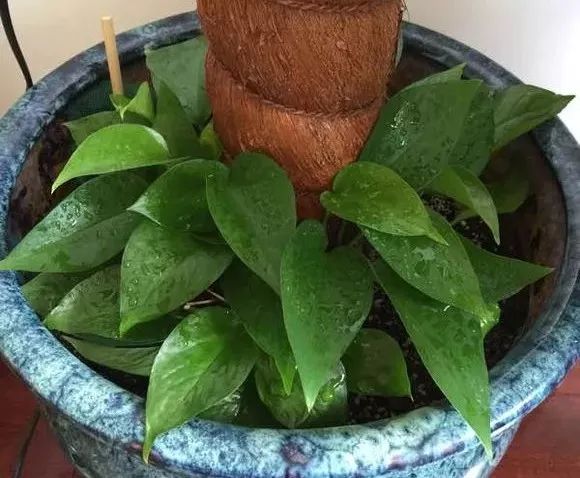 大绿萝要怎么养叶子才变大,大叶绿萝叶子小了怎样让它变大