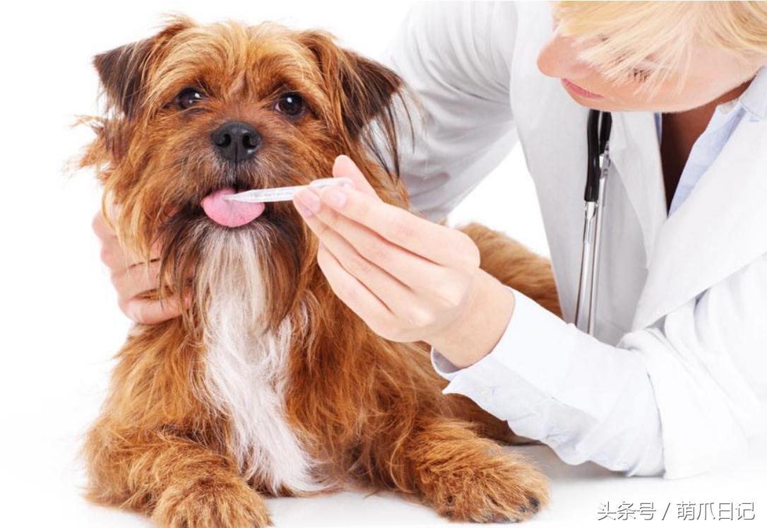 去宠物医院看病为什么这么贵,一般的宠物医院看病贵吗