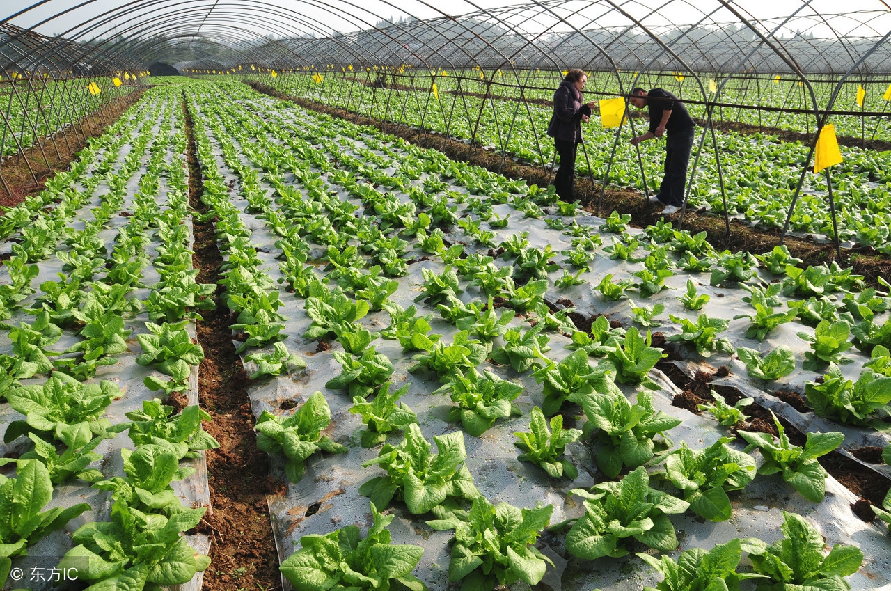 青菜生虫用什么药杀虫效果最好,青菜上的虫子不用农药怎样消灭