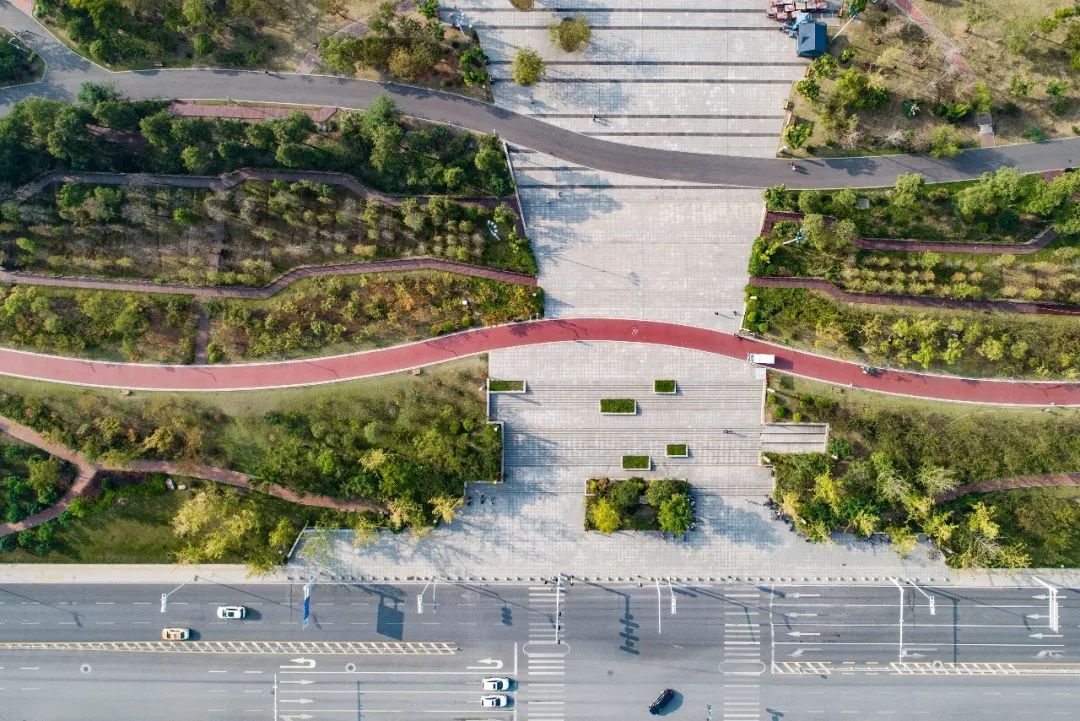 武汉汉口江滩芦苇花,秋高气爽去汉口江滩赏花