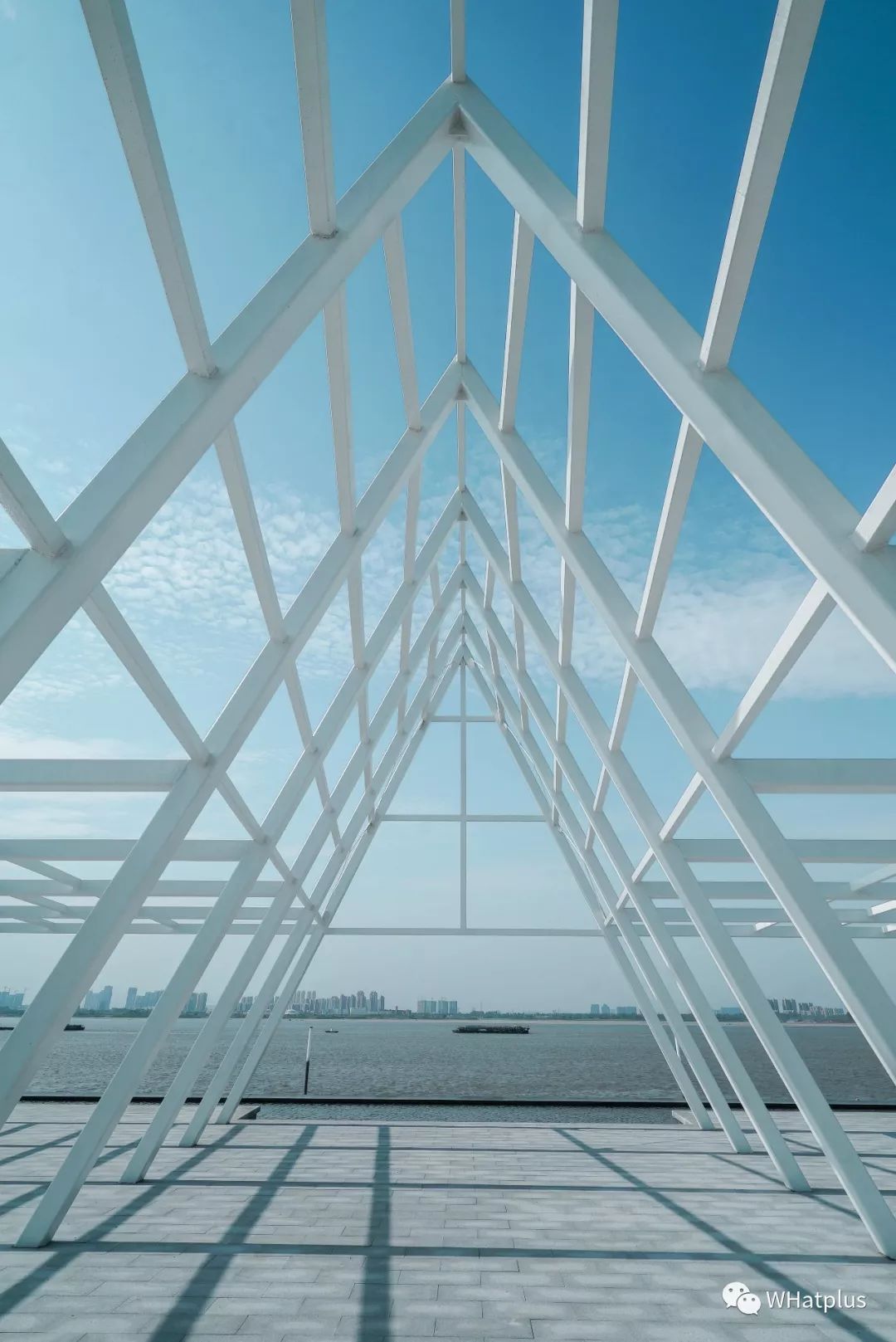 武汉汉口江滩芦苇花,秋高气爽去汉口江滩赏花