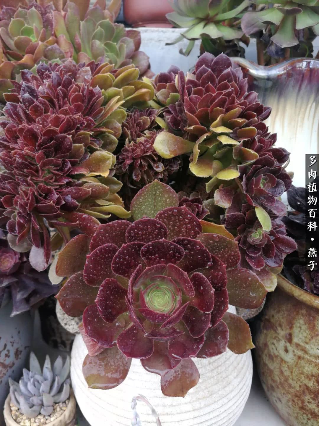 多肉法师什么季节摘心最好,多肉法师全锦好吗