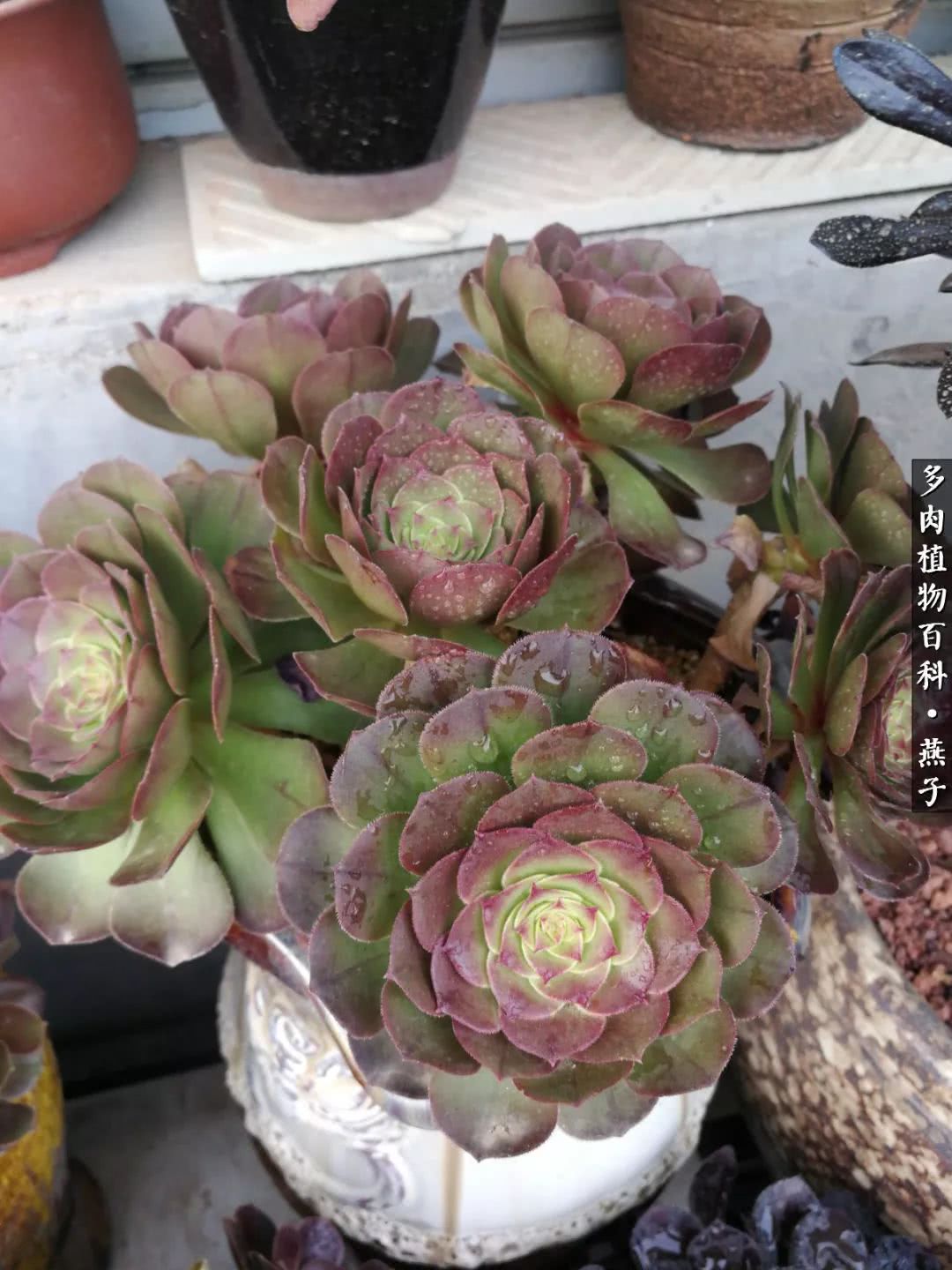 多肉法师什么季节摘心最好,多肉法师全锦好吗