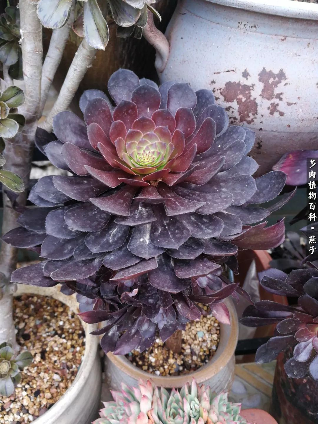 多肉法师什么季节摘心最好,多肉法师全锦好吗