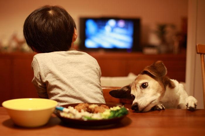 狗狗大便第一次干第二次稀,老年狗狗大便稀出血