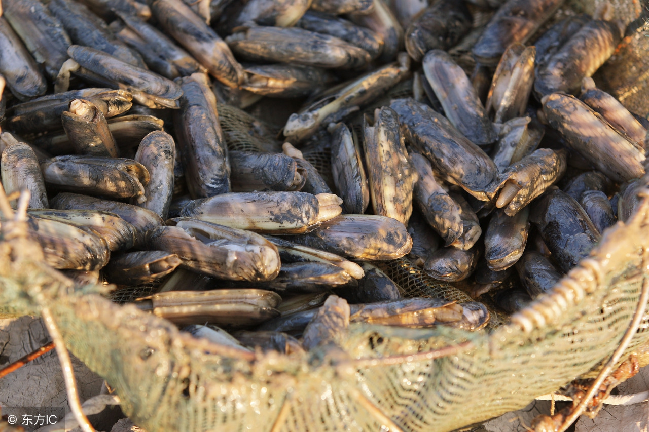 蛏子的含碘量高吗,蛏子肉质肥厚