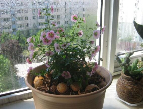 小木槿夏天怎么浇花,冬天小木槿在屋里怎么浇花