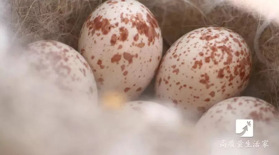 吃了这么多年鸡蛋你真的了解它吗,鸡蛋虽好但这7种蛋最好别吃