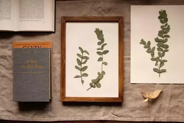 干花工艺画教程,干花做标本画