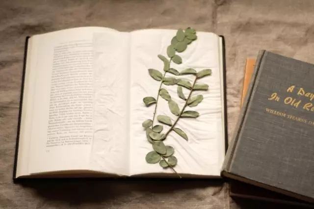 干花工艺画教程,干花做标本画