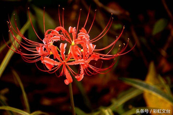 彼岸花纹身,彼岸花的寓意是什么