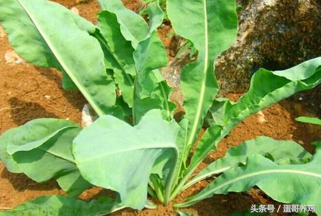 养鸡秘诀老兽医留下二十味中药,养鸡最经典的五种草药