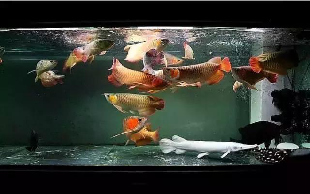 龙鱼怎么鉴别,龙鱼的特征都有哪些