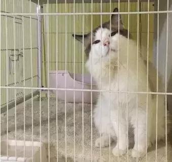 看到这家宠物店老板这么辛苦,我还是乖乖滚回去上班吧!