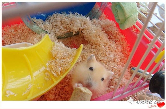 小仓鼠的故事大全视频,儿童睡前故事小仓鼠的故事